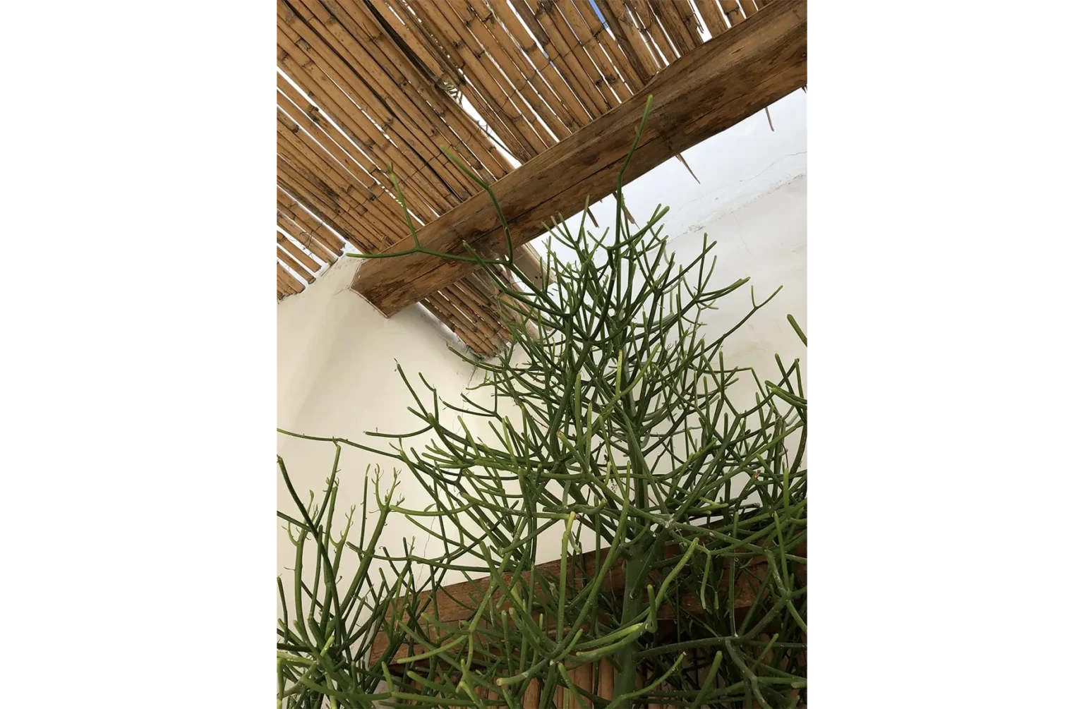 Avgi_papaioannou_ADORNO_004